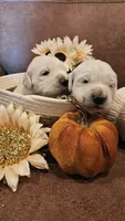 Brentwood, a male English Cream Golden Retriever for sale in Dunnellon, FL – 2 of 2