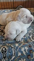 Sterling , a female English Cream Golden Retriever for sale in Dunnellon, FL – 2 of 7