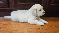 Winston, a male English Cream Golden Retriever for sale in Charlotte, NC – 3 of 6