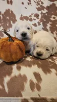 Spice, a female English Cream Golden Retriever for sale in Dunnellon, FL – 2 of 3