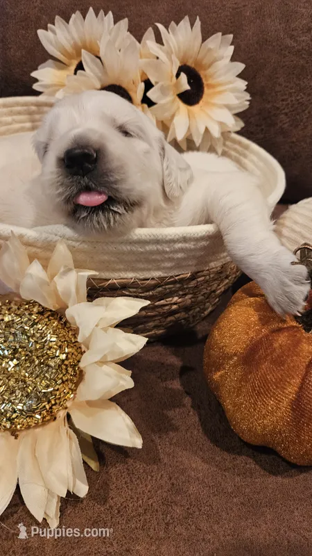 Pumpkin – English Cream Golden Retriever puppy for sale in Dunnellon, FL