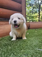 Pumpkin, a female English Cream Golden Retriever for sale in Asheville, NC – 8 of 9