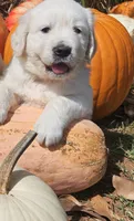 Charlotte, a female English Cream Golden Retriever for sale in Charlotte, NC – 3 of 5