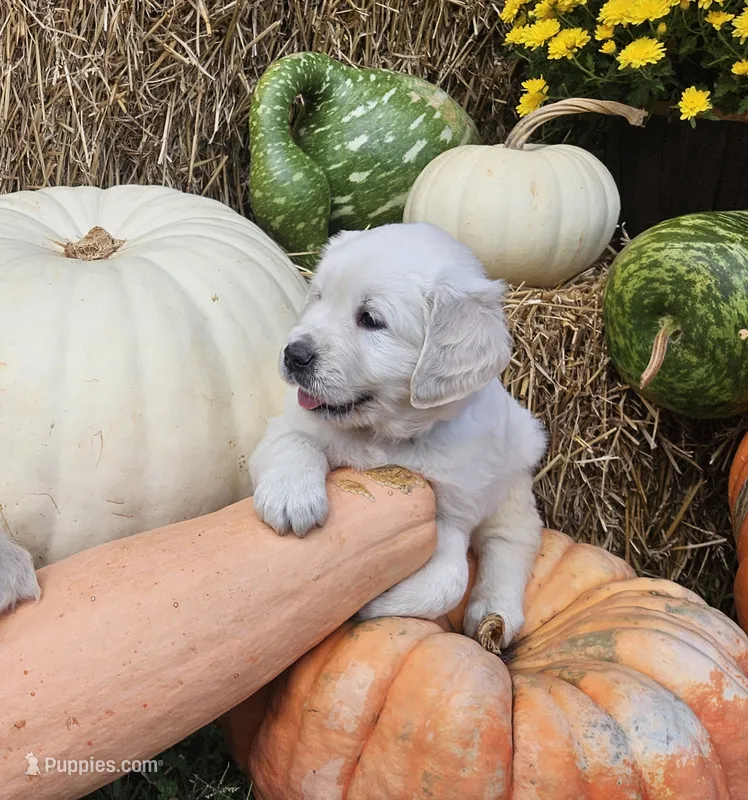 Charlotte – English Cream Golden Retriever puppy for sale in Charlotte, NC