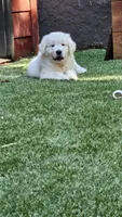 Brentwood, a male English Cream Golden Retriever for sale in Greenville, SC – 3 of 10