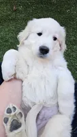 Rhett, a male English Cream Golden Retriever for sale in Greenville, SC – 2 of 2