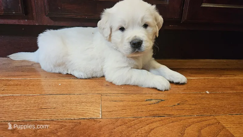 Brentwood – English Cream Golden Retriever puppy for sale in Dunnellon, FL