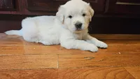 Brentwood, a male English Cream Golden Retriever for sale in Asheville, NC – 5 of 7