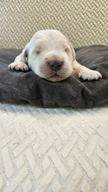 Sterling  – English Cream Golden Retriever puppy for sale in Dunnellon, FL