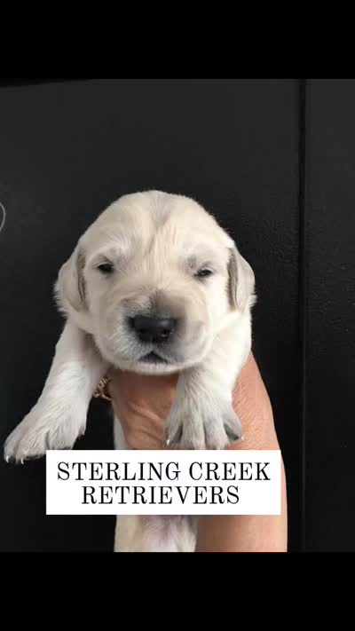 Pumpkin, a female English Cream Golden Retriever for sale in Dunnellon, FL – 4 of 4