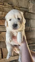 Brentwood, a male English Cream Golden Retriever for sale in Asheville, NC – 7 of 7