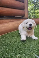 Pumpkin, a female English Cream Golden Retriever for sale in Asheville, NC – 9 of 9