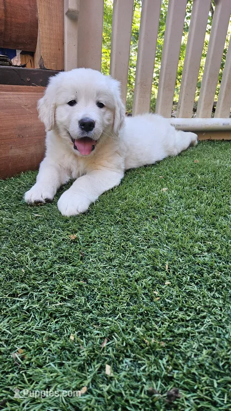 Spice – English Cream Golden Retriever puppy for sale in Dunnellon, FL