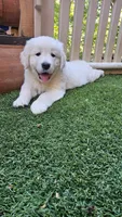 Spice, a female English Cream Golden Retriever for sale in Dunnellon, FL – 1 of 4