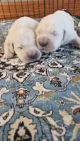 Sterling , a female English Cream Golden Retriever for sale in Dunnellon, FL – 5 of 7