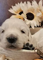 Brentwood, a male English Cream Golden Retriever for sale in Dunnellon, FL – 1 of 2