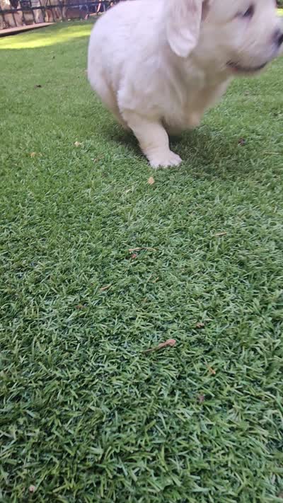 Spice, a female English Cream Golden Retriever for sale in Asheville, NC – 4 of 4
