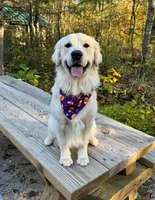 Charlotte, a female English Cream Golden Retriever for sale in Charlotte, NC – 4 of 5