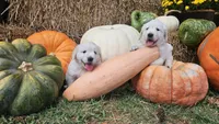 Charlotte, a female English Cream Golden Retriever for sale in Charlotte, NC – 2 of 5