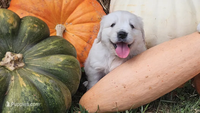 Winston – English Cream Golden Retriever puppy for sale in Charlotte, NC