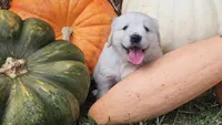 Winston, a male English Cream Golden Retriever for sale in Charlotte, NC – 1 of 6