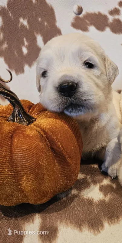 Spice – English Cream Golden Retriever puppy for sale in Dunnellon, FL