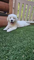 Brentwood, a male English Cream Golden Retriever for sale in Greenville, SC – 1 of 10