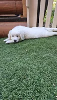 Brentwood, a male English Cream Golden Retriever for sale in Greenville, SC – 10 of 10