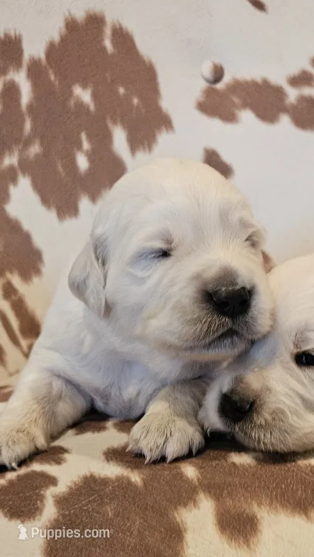 Rhett – English Cream Golden Retriever puppy for sale in Dunnellon, FL