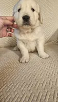 Pumpkin, a female English Cream Golden Retriever for sale in Asheville, NC – 4 of 9
