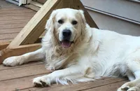 Creek, a male English Cream Golden Retriever for sale in Dunnellon, FL – 3 of 3