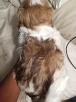 Chanel, a female Shih Tzu for sale in Yonkers, NY – Photo 2 of 2