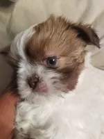 Chanel, a female Shih Tzu for sale in Yonkers, NY – Photo 1 of 2