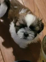 Benjamin , a male Shih Tzu for sale in Yonkers, NY – 4 of 5