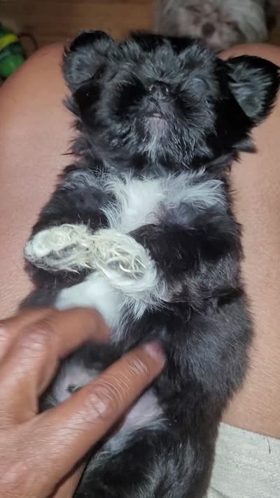 Crypto, a male Shih Tzu for sale in Yonkers, NY – 5 of 5