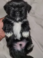 Crypto, a male Shih Tzu for sale in Yonkers, NY – 3 of 5