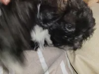 Midas, a male Shih Tzu for sale in Yonkers, NY – 4 of 5