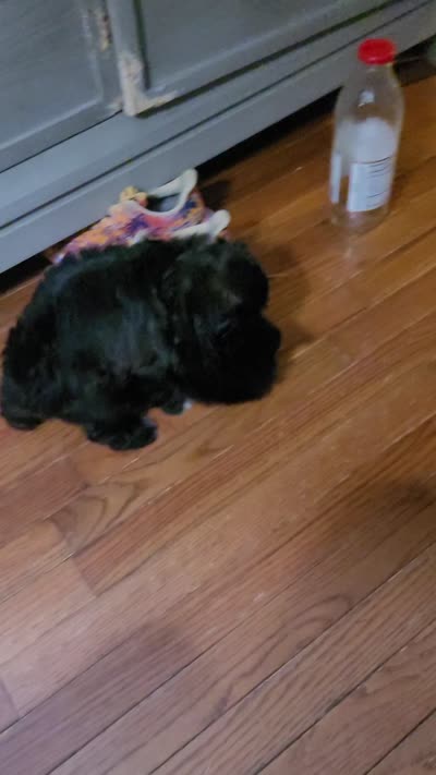 Midas, a male Shih Tzu for sale in Yonkers, NY – 5 of 5
