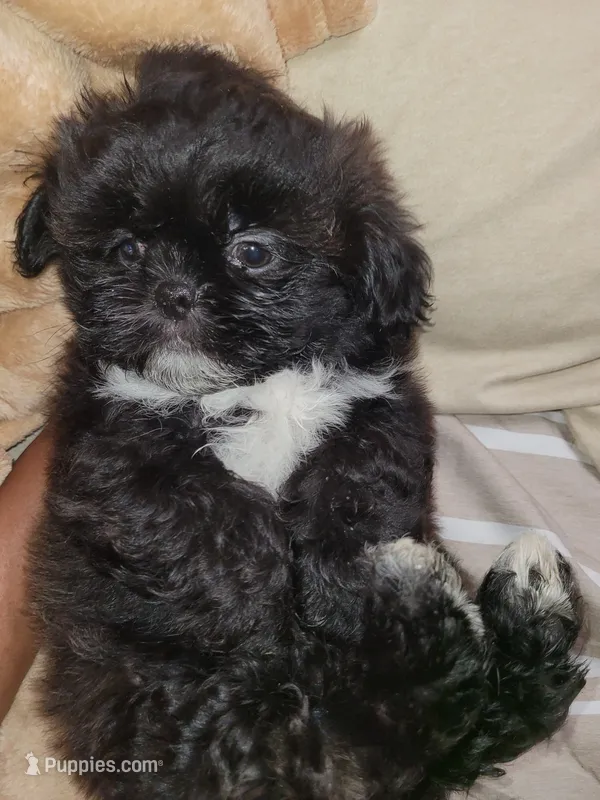 Midas – Shih Tzu puppy for sale in Yonkers, NY