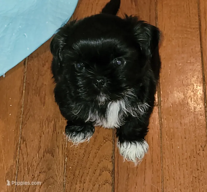 Crypto – Shih Tzu puppy for sale in Yonkers, NY