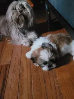 Benjamin , a male Shih Tzu for sale in Yonkers, NY – 3 of 5