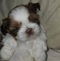 Ru paw, a male Shih Tzu for sale in Yonkers, NY – Photo 2 of 3