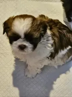 Ru paw, a male Shih Tzu for sale in Yonkers, NY – Photo 1 of 3