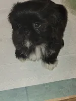 Midas, a male Shih Tzu for sale in Yonkers, NY – 2 of 5