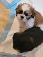 Benjamin , a male Shih Tzu for sale in Yonkers, NY – 1 of 5