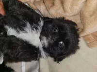 Midas, a male Shih Tzu for sale in Yonkers, NY – 3 of 5