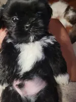 Crypto, a male Shih Tzu for sale in Yonkers, NY – 4 of 5