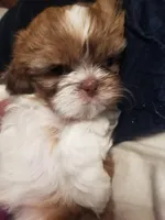 Coco , a female Shih Tzu for sale in Yonkers, NY – Photo 1 of 3