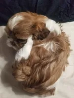 Coco , a female Shih Tzu for sale in Yonkers, NY – Photo 3 of 3