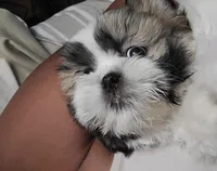 Benjamin , a male Shih Tzu for sale in Yonkers, NY – 2 of 5